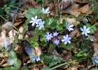 Leverbloem - blauw   R.Eveleens